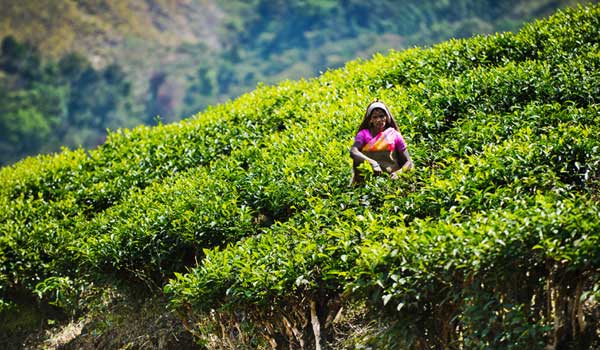 Чайные плантации в Нилгири
